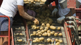 В Магадане вывели холодолюбивую картошку